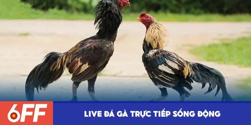 Live đá gà trực tiếp sống động