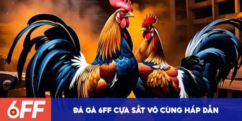 Đá gà 6FF cựa sắt vô cùng hấp dẫn 