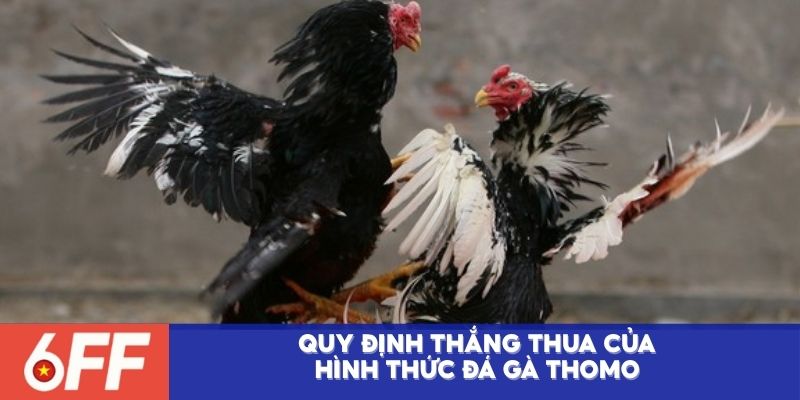 Quy định thắng thua của hình thức đá gà Thomo